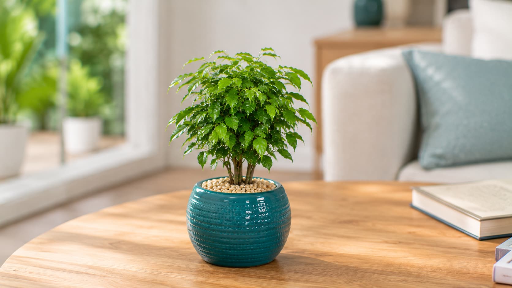 Ảnh: Cây Hạnh Phúc Mini