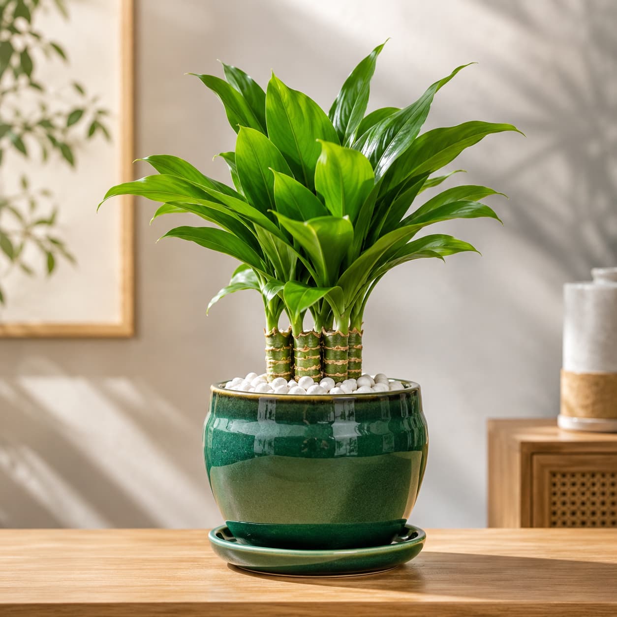 Cây Tài Lộc